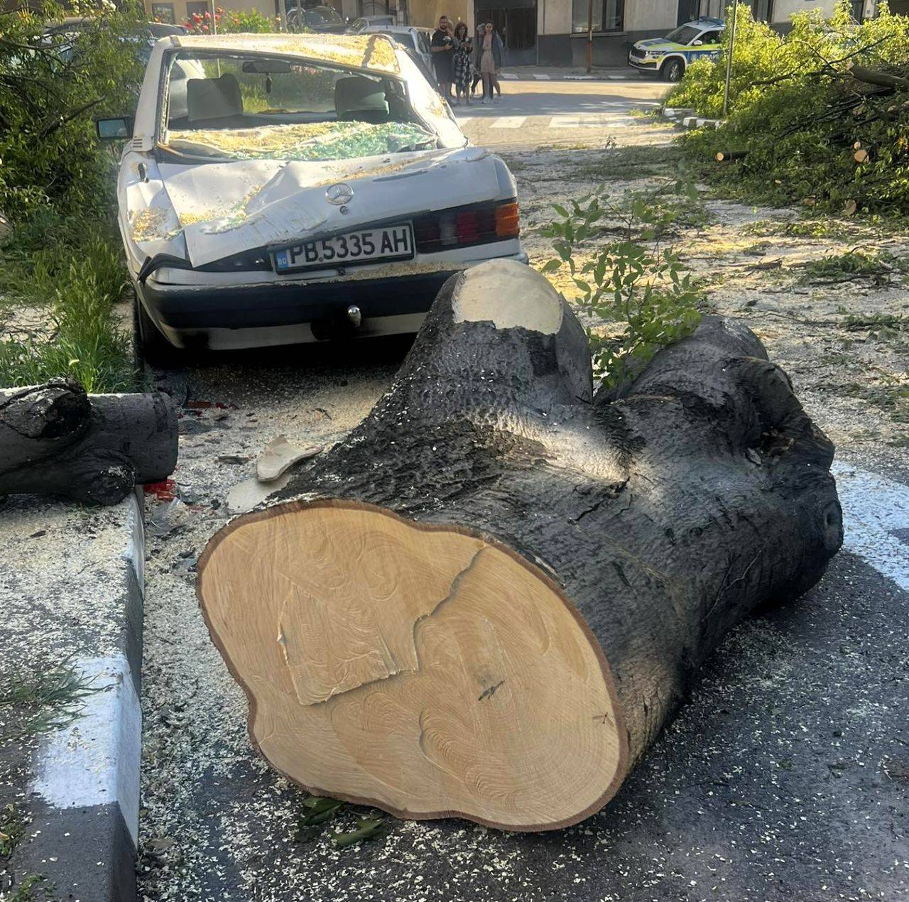 Нарязаното паднало дърво в Асеновград